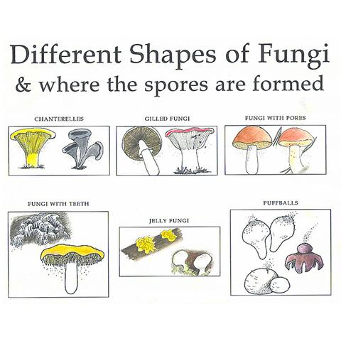 Different Shapes of Fungi & Where the Spores Are Formed