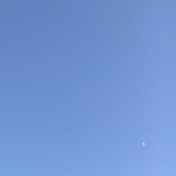 a flightless longing
