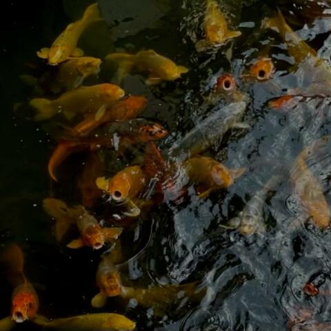 fishbowl