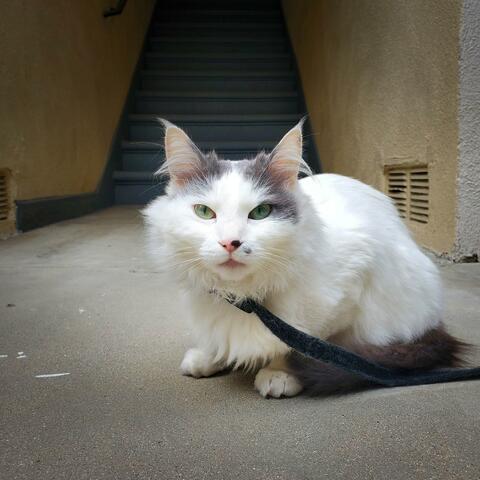 Kitty Litter