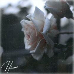 Rose Reflections