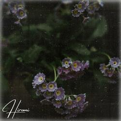 Scented Breeze Serenade