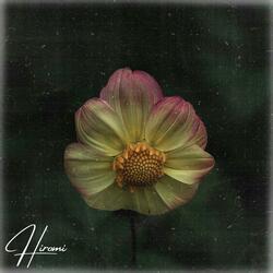 Symphony of Petals