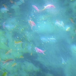 place me in your heart