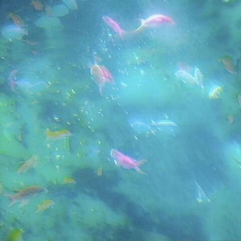 place me in your heart