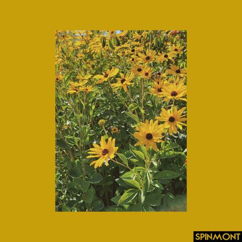 Spinmont