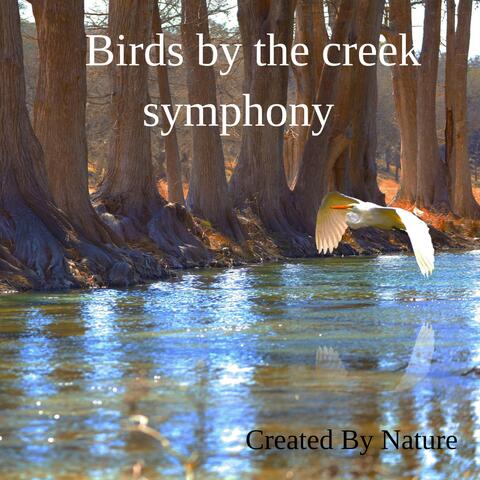 Birds by the creek symphony
