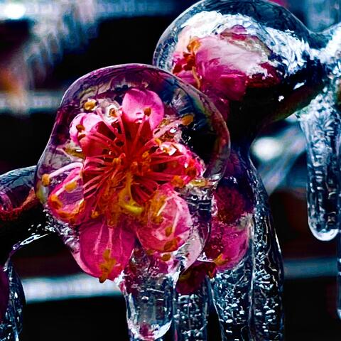 Winter's Bloom (feat. love-sadKiD)
