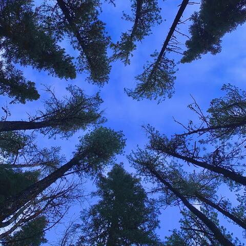 A Place Beyond The Pines