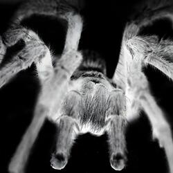 ULTRA VENOMOUS