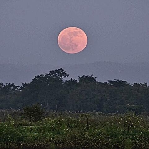 Under The Moon