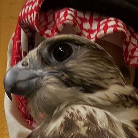 EAGLE ENNASR Trap Arabic Sample Type Beat