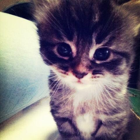 gatito