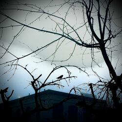 Street Light