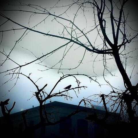 Street Light