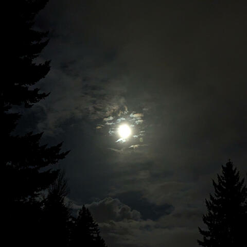 Introspection 'Flection