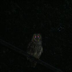 Hallucination (Interlude)