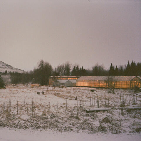 Follow The Golden Light