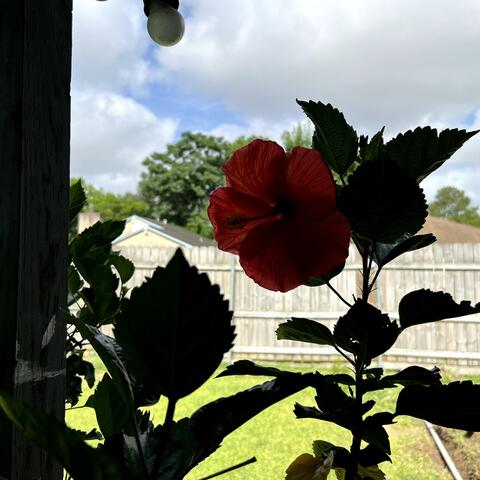 Flores De Verano