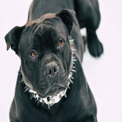 Illest Dog (feat. DMX)