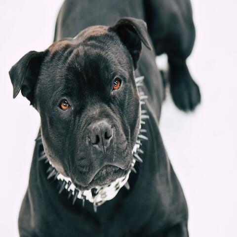 Illest Dog (feat. DMX)