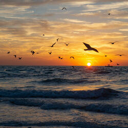 Ocean Waves