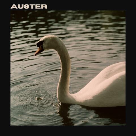 Auster