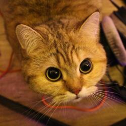 Cutie Cat