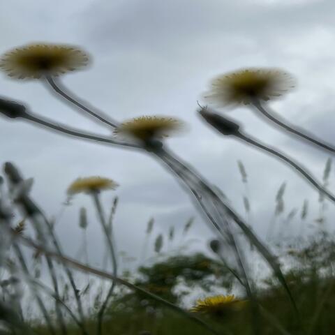 Hollowing