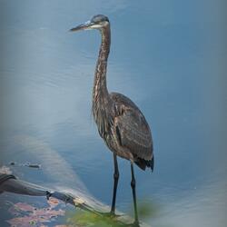 Blue Heron's Song
