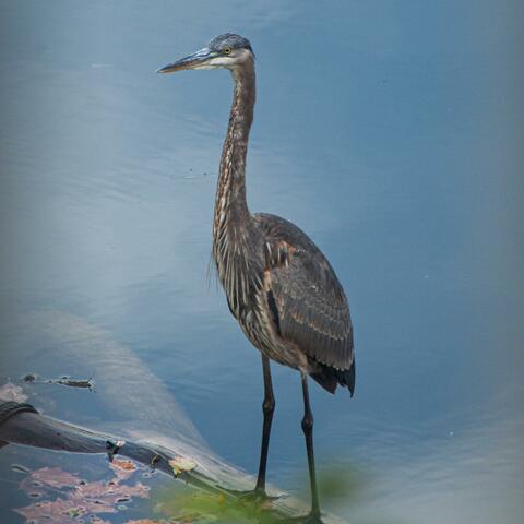 Blue Heron's Song