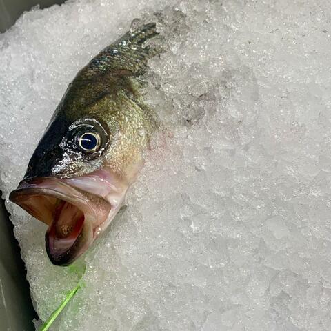 Fresh Fish, Vol. 5