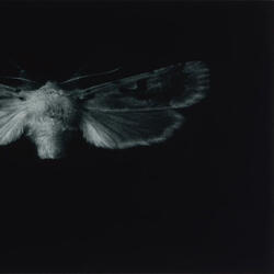moth effect