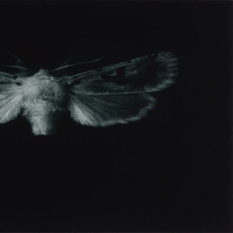 moth effect