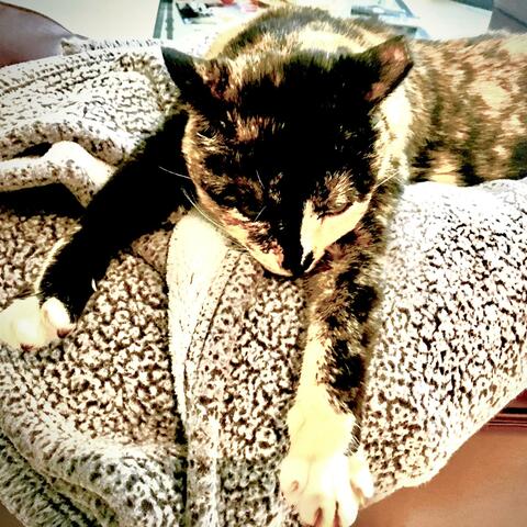 Zwiefacher Traumkatze