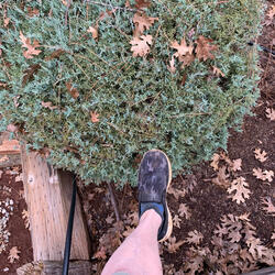 Stepping into my Power(When I Stepped in Something Else)