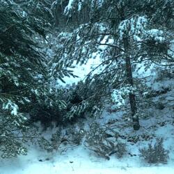 Snowbound Reflections