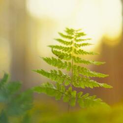 Of Curse Revealed And Healed