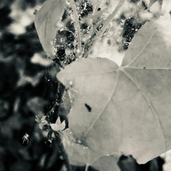 Lo-Fi 1.12 (Reprise )