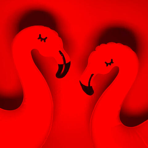 Flamingos