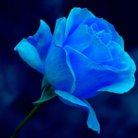 Blue Rose