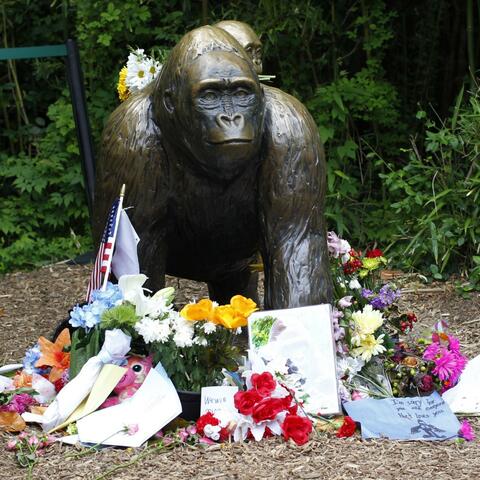 Rip Harambe