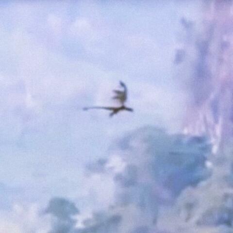 flying