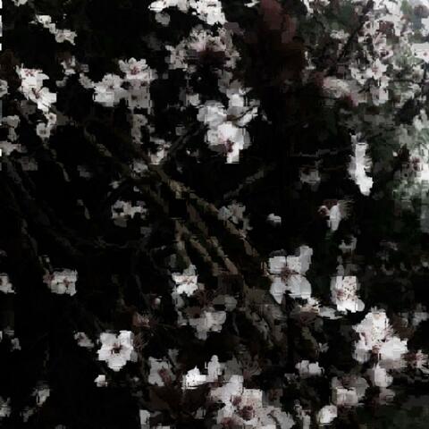 Do flowers dream of honeybees