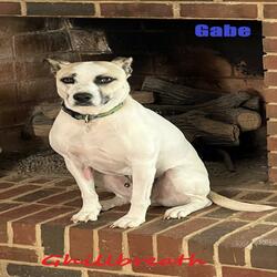 Blue Gabe