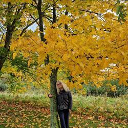 November Leaves Song