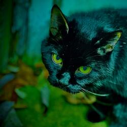 old death knell