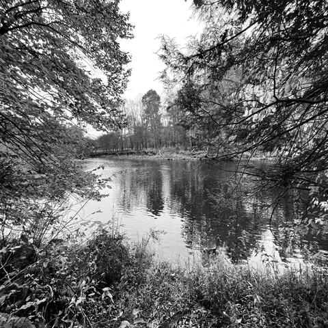 The Empty Branch