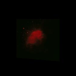 Anthem for a Dead World (CORPSE MOVEMENT)