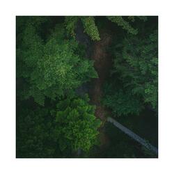 Pine Trees
